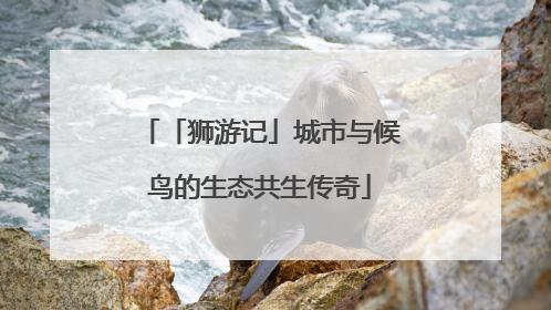 「狮游记」城市与候鸟的生态共生传奇