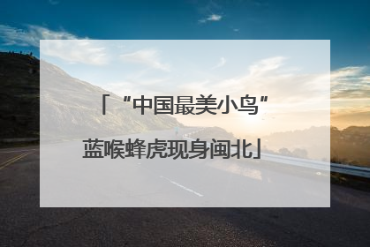 “中国最美小鸟”蓝喉蜂虎现身闽北
