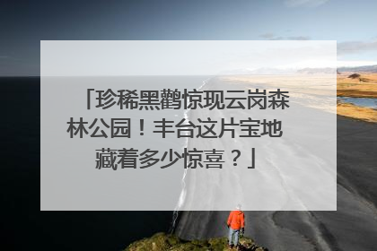 珍稀黑鹳惊现云岗森林公园！丰台这片宝地藏着多少惊喜？
