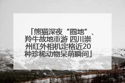 熊猫深夜“圈地”、羚牛故地重游 四川崇州红外相机定格近20种珍稀动物呆萌瞬间