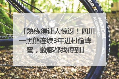熟练得让人惊讶！四川一黑熊连续3年进村偷蜂蜜，藏哪都找得到