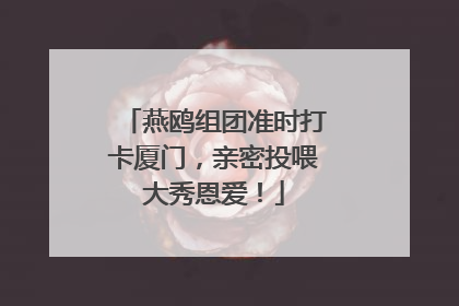 燕鸥组团准时打卡厦门，亲密投喂大秀恩爱！