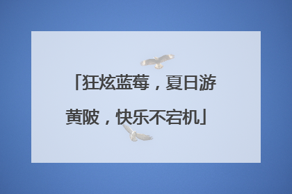狂炫蓝莓，夏日游黄陂，快乐不宕机