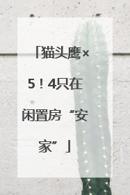 猫头鹰×5！4只在闲置房“安家”