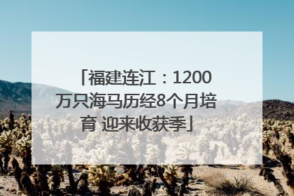 福建连江：1200万只海马历经8个月培育 迎来收获季