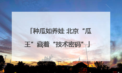 种瓜如养娃 北京“瓜王”藏着“技术密码”