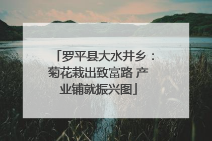 罗平县大水井乡：菊花栽出致富路 产业铺就振兴图