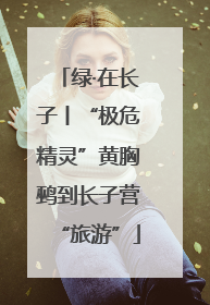 绿·在长子丨“极危精灵”黄胸鹀到长子营“旅游”