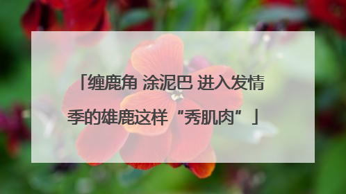 缠鹿角 涂泥巴 进入发情季的雄鹿这样“秀肌肉”