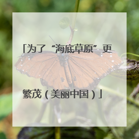 为了“海底草原”更繁茂（美丽中国）