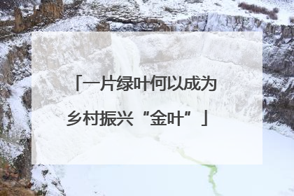 一片绿叶何以成为乡村振兴“金叶”