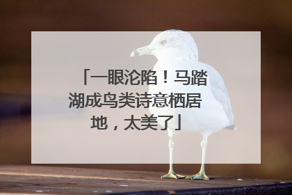 一眼沦陷！马踏湖成鸟类诗意栖居地，太美了