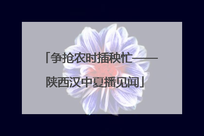 争抢农时插秧忙——陕西汉中夏播见闻