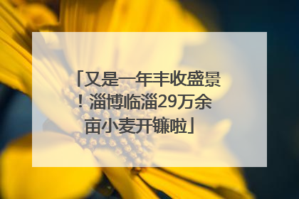 又是一年丰收盛景！淄博临淄29万余亩小麦开镰啦