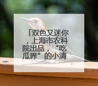 双色又迷你，上海市农科院出品，“吃瓜界”的小清新来了