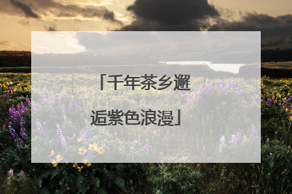 千年茶乡邂逅紫色浪漫