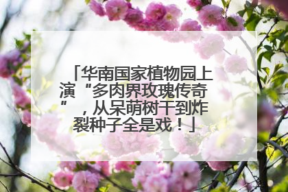 华南国家植物园上演“多肉界玫瑰传奇”，从呆萌树干到炸裂种子全是戏！