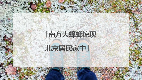 南方大蟑螂惊现北京居民家中
