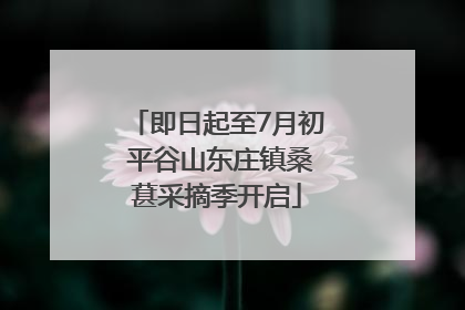 即日起至7月初 平谷山东庄镇桑葚采摘季开启