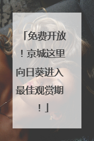 免费开放！京城这里向日葵进入最佳观赏期！