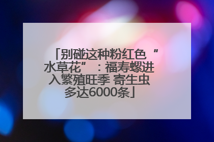 别碰这种粉红色“水草花”：福寿螺进入繁殖旺季 寄生虫多达6000条
