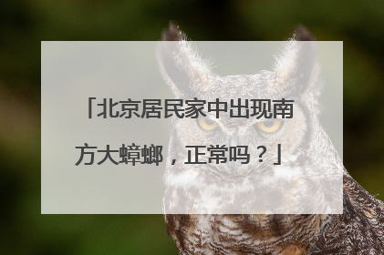 北京居民家中出现南方大蟑螂，正常吗？
