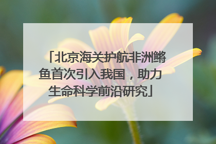北京海关护航非洲鳉鱼首次引入我国，助力生命科学前沿研究
