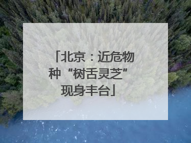 北京：近危物种“树舌灵芝”现身丰台