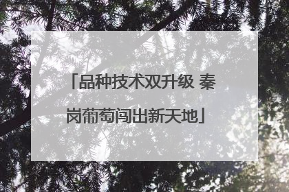 品种技术双升级 秦岗葡萄闯出新天地