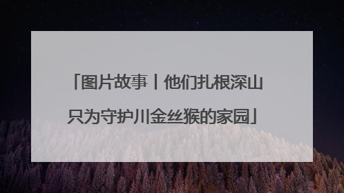 图片故事丨他们扎根深山 只为守护川金丝猴的家园