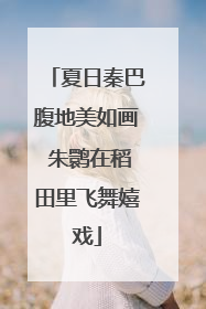 夏日秦巴腹地美如画 朱鹮在稻田里飞舞嬉戏