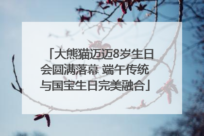大熊猫迈迈8岁生日会圆满落幕 端午传统与国宝生日完美融合