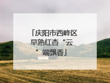 庆阳市西峰区 早熟红杏“云”端飘香