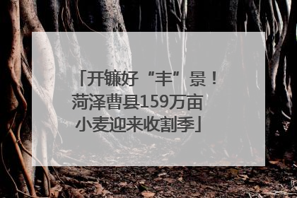 开镰好“丰”景！菏泽曹县159万亩小麦迎来收割季