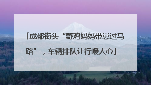 成都街头“野鸡妈妈带崽过马路”，车辆排队让行暖人心