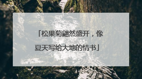 松果菊翩然盛开，像夏天写给大地的情书