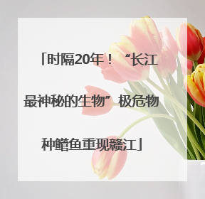 时隔20年！“长江最神秘的生物”极危物种鳤鱼重现赣江