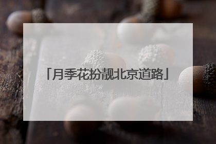 月季花扮靓北京道路
