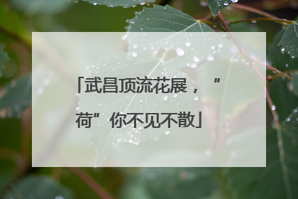 武昌顶流花展，“荷”你不见不散