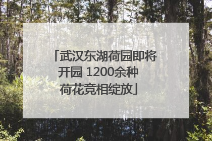 武汉东湖荷园即将开园 1200余种荷花竞相绽放