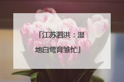 江苏泗洪：湿地白鹭育雏忙
