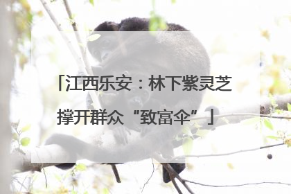 江西乐安：林下紫灵芝撑开群众“致富伞”