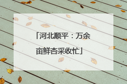 河北顺平：万余亩鲜杏采收忙