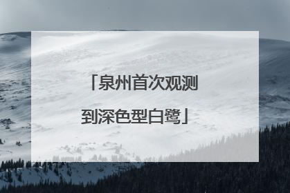 泉州首次观测到深色型白鹭