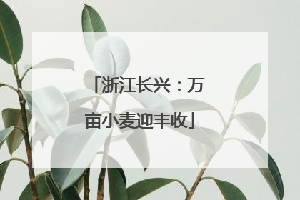 浙江长兴：万亩小麦迎丰收