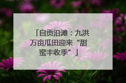 自贡沿滩：九洪万亩瓜田迎来“甜蜜丰收季”