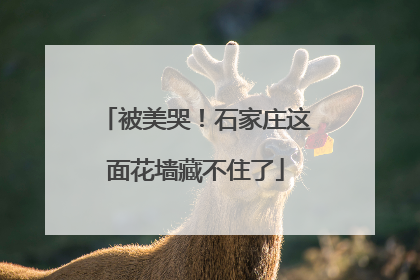 被美哭！石家庄这面花墙藏不住了