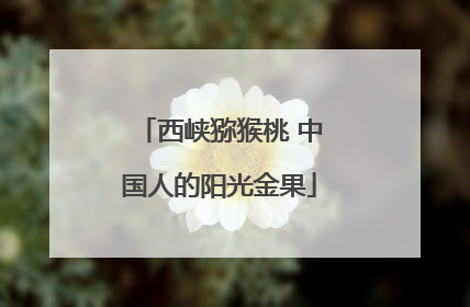 西峡猕猴桃 中国人的阳光金果