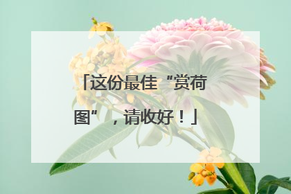 这份最佳“赏荷图”，请收好！