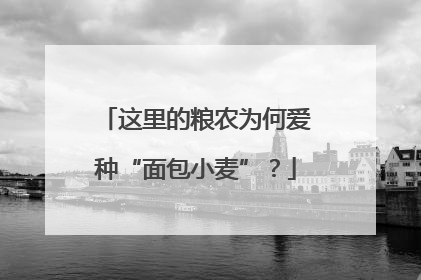 这里的粮农为何爱种“面包小麦”？